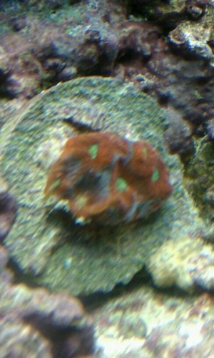 Four Colored War Coral-Alabama.jpg