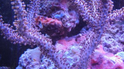 Tiger Goby in Middle of Pic.jpg