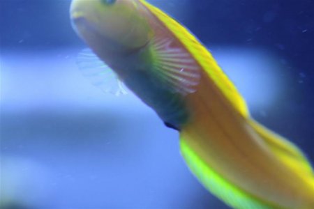 Blenny1 (Medium).JPG