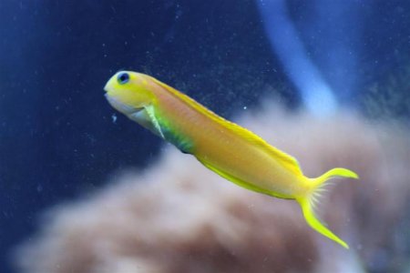 blenny 2 (Medium).JPG