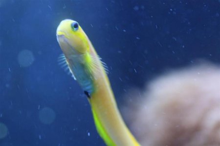 blenny 3 (Medium).JPG