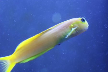 blenny 4 (Medium).JPG