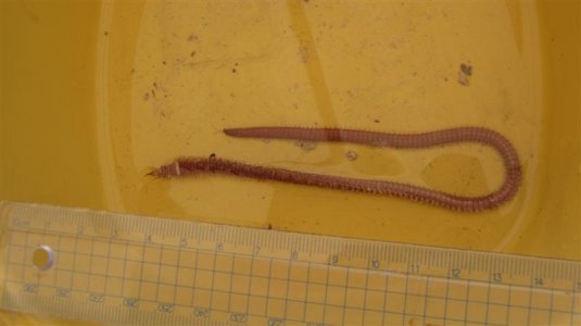 IMG_4604 (Medium).JPG