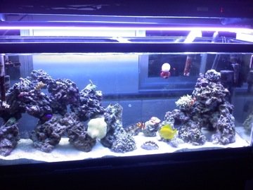 Fish tank.jpg