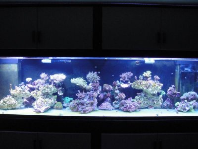 tank build 422 (Medium).jpg