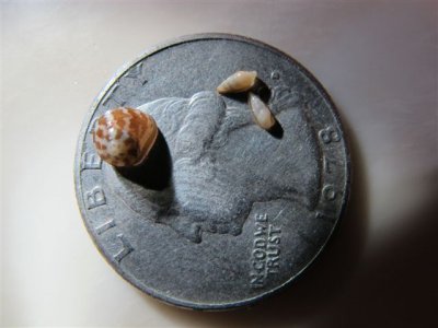 snail1.JPG
