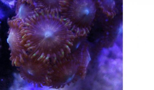 Unk zoa 1.jpg