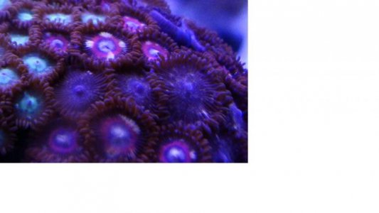 Unk zoa 2.jpg