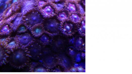 Unk zoa 3.jpg