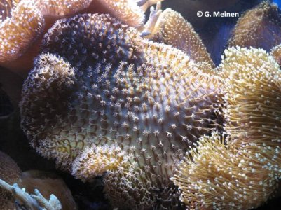 Sarcophyton sp. (1).jpg