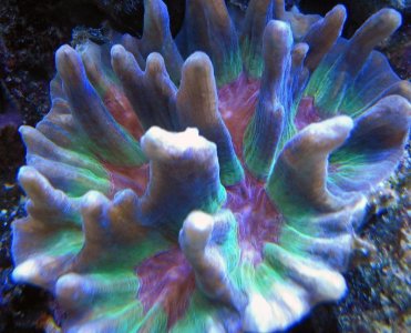 Pectinia 0211.jpg