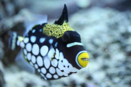 clowbn intrigued.JPG