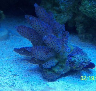 Purple Acro.jpg