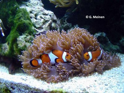 A. ocellaris & Catalaphyllia jardinei (1).jpg