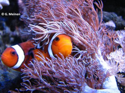 A. ocellaris & Xenia sp..jpg