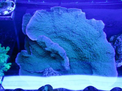 tank and snow pics 059.jpg