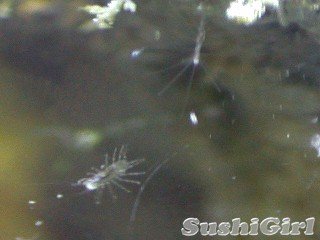 isopod&unknown.jpg isopod&unknown.jpg