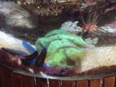 fishtank close up (Medium).JPG