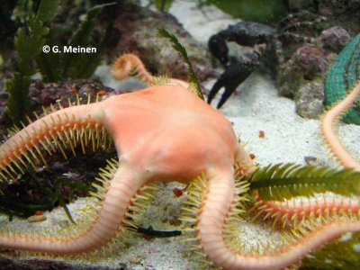 Ophiarachna sp. (2).jpg