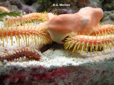 Ophiarachna cf. incrassata (4).jpg