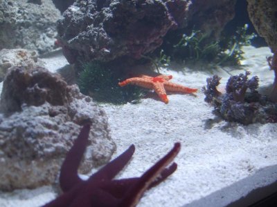 prple linkia 008.jpg