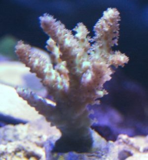 Acropora Tenuis Ultra 2011-02-01 (2)WS.jpg