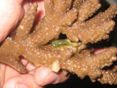 shrimp.jpg