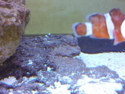 2011-02-05 09.02.51.jpg