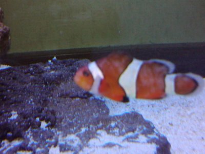 2011-02-05 09.03.02.jpg