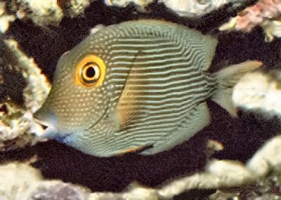 YellowEyedTang.Kole Tang.jpg