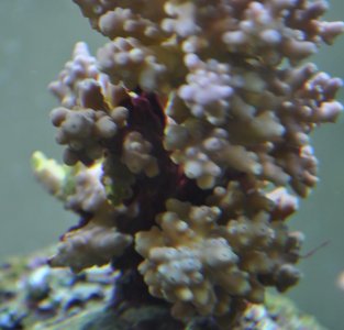 CoralCyno.jpg