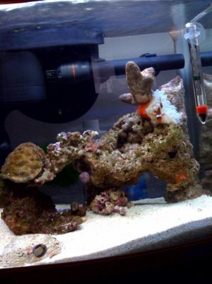 reef central 1.jpg