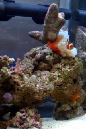 reef central 2.jpg