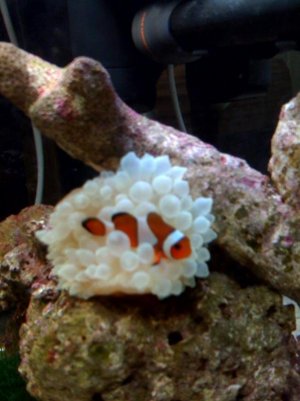 reef central 3.jpg