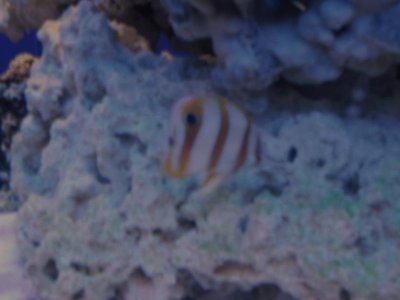 Copperbanded.jpg
