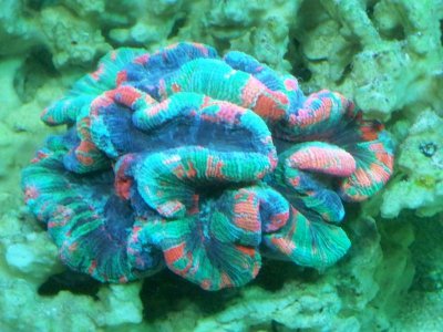 aquarium 044.jpg