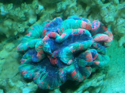 aquarium 046.jpg