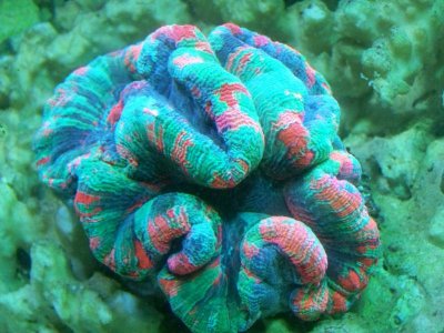 aquarium 048.jpg