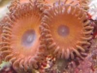 argent_orange_zoa02.jpg