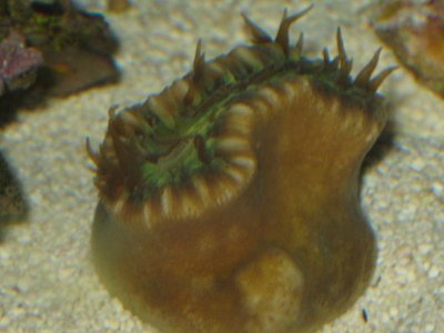 rsz_reef_tank_027.jpg