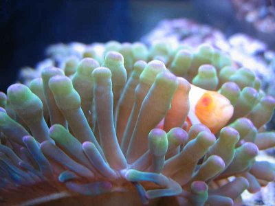 First Albino in anemone.jpg