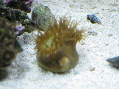 rsz_reef_tank_043.jpg