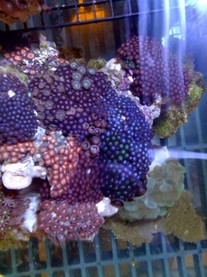 zoa1.jpg