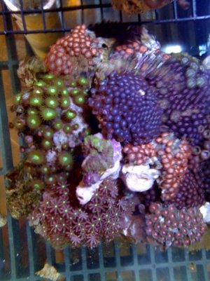 zoa2.jpg