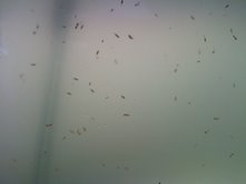 pods3.jpg