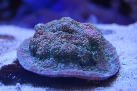 DSC_1703.jpg