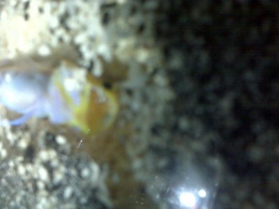male inside burrow with eggs.jpg