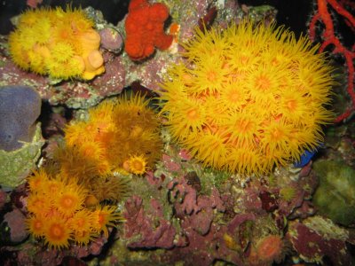 reef tank 004.jpg