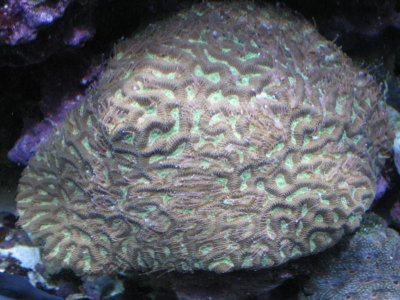 reef tank 019.jpg