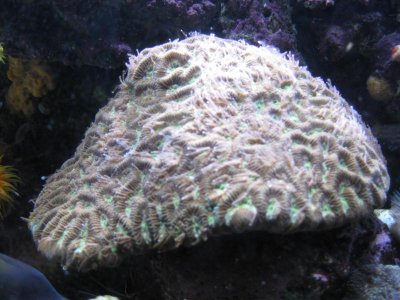 reef tank 022.jpg